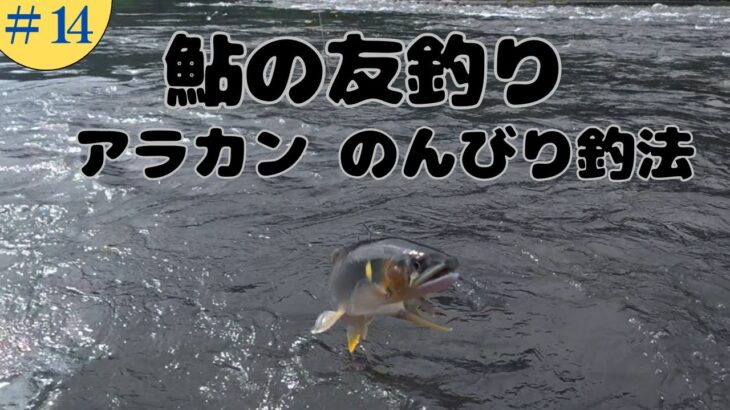 【鮎の友釣り】アラカンなので、石に座って休憩しながらのんびり友釣りしました。