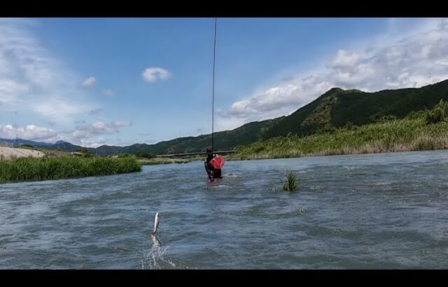 【鮎釣り】増水して鮎釣り行けない、、、そんな時こそ鮎は掛かる！！！　高知県（物部川）