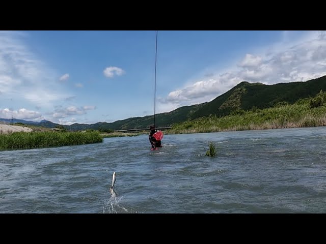 【鮎釣り】増水して鮎釣り行けない、、、そんな時こそ鮎は掛かる！！！　高知県（物部川）
