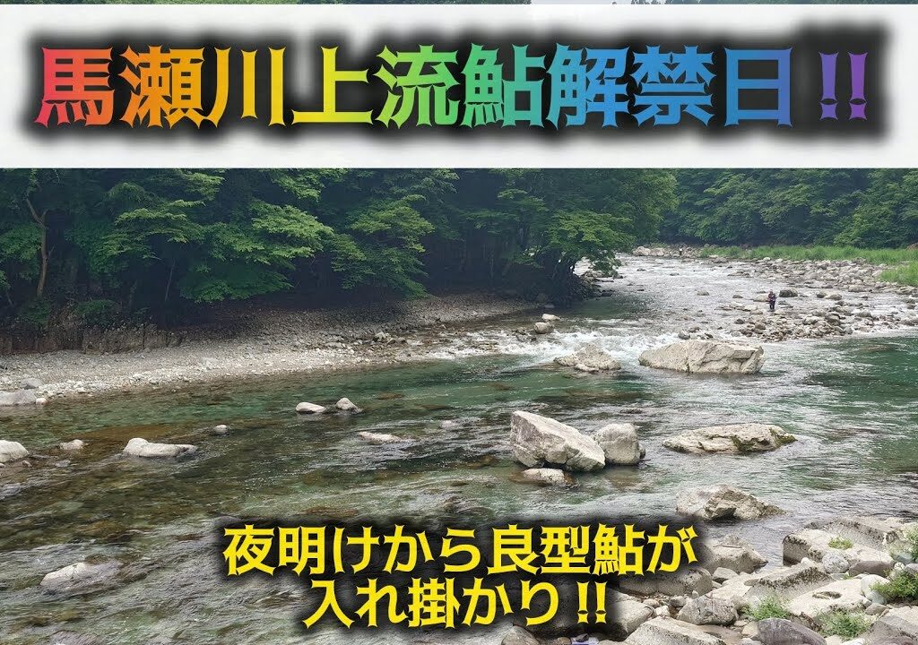 馬瀬川上流鮎解禁日‼️夜明けから良型鮎が入れ掛かり‼️