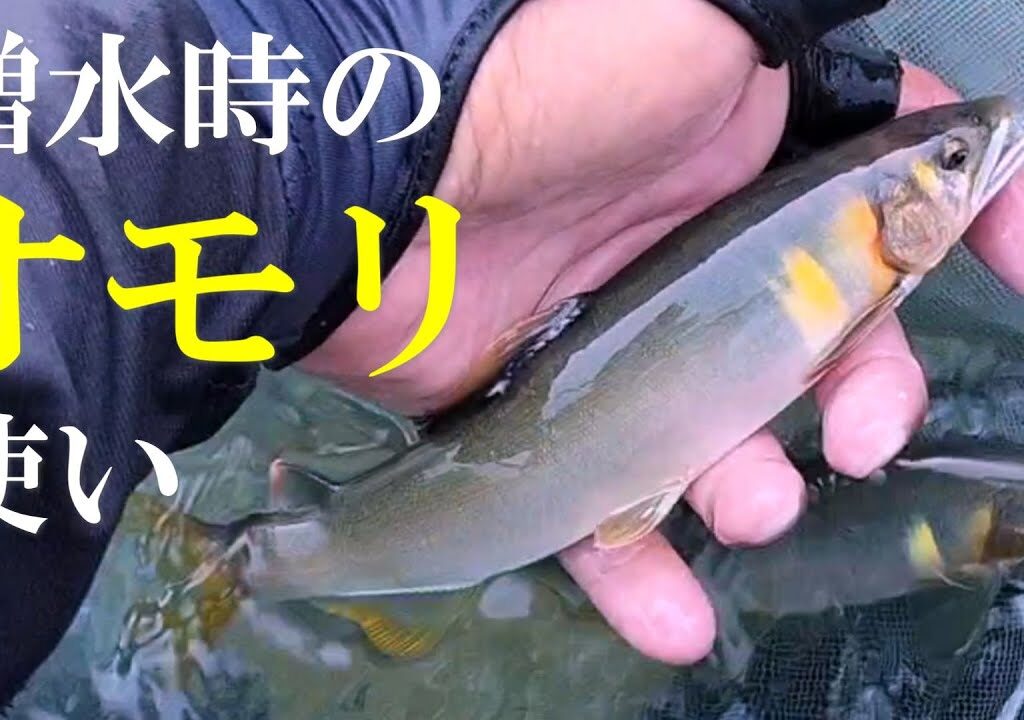 鮎釣り　完全復活の白川を攻略する／岐阜県 飛騨川漁協