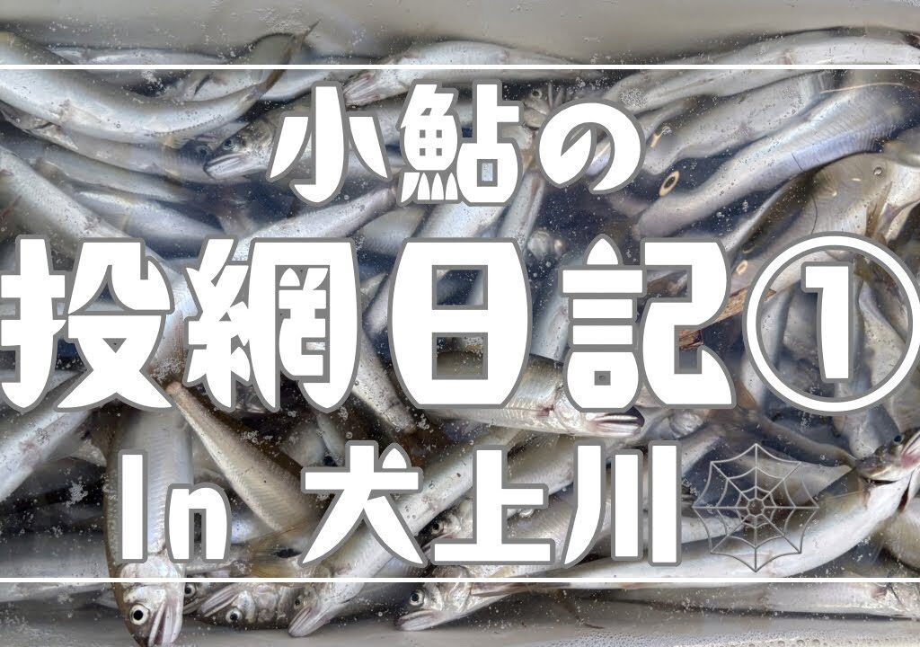 投網日記①犬上川の小鮎