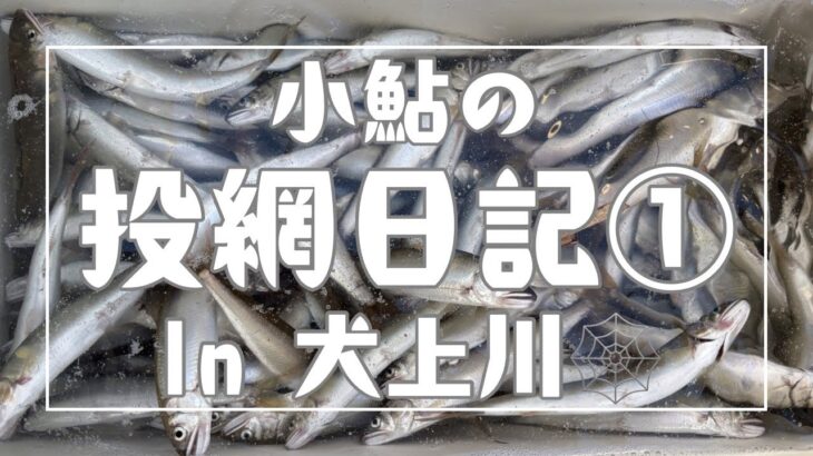 投網日記①犬上川の小鮎