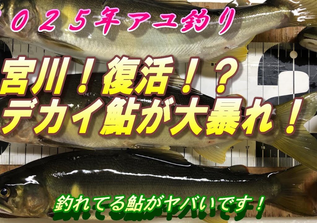【宮川鮎釣り復活！？】久しぶりに行くと衝撃的でした！＃鮎釣り＃宮川＃大鮎