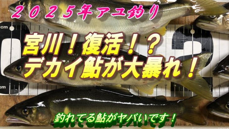 【宮川鮎釣り復活！？】久しぶりに行くと衝撃的でした！＃鮎釣り＃宮川＃大鮎