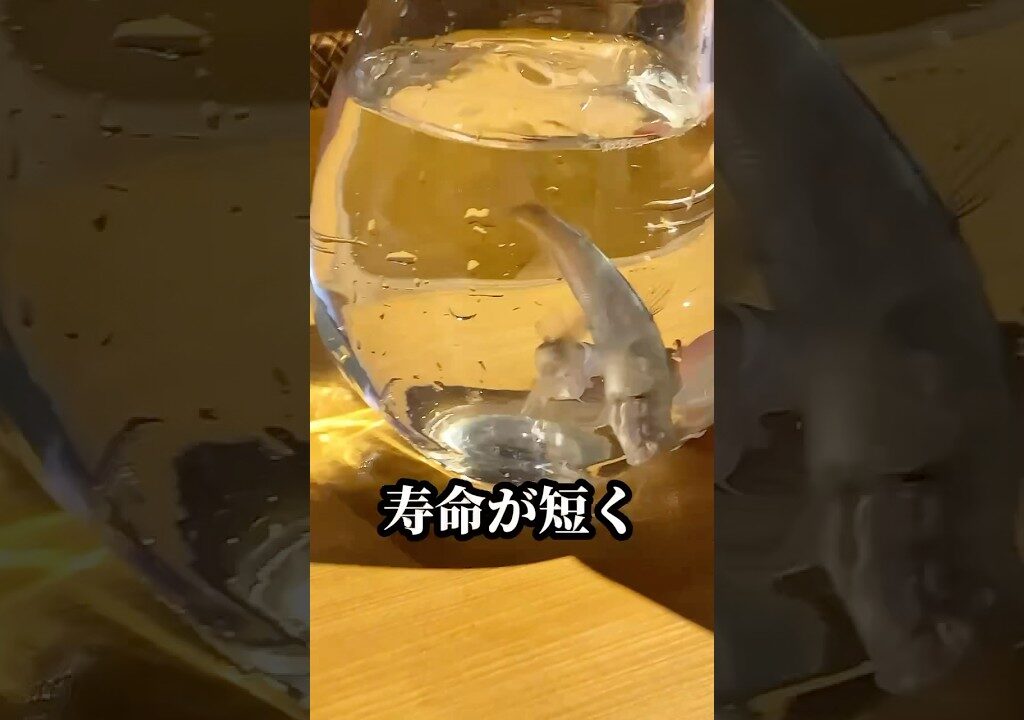 鮎の実は #豆知識 #食材