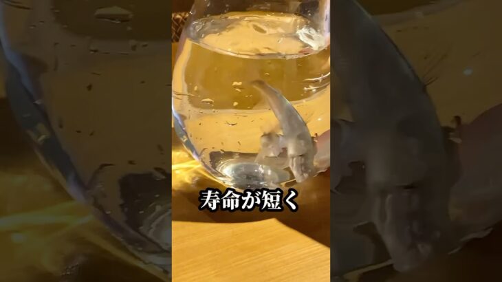 鮎の実は #豆知識 #食材