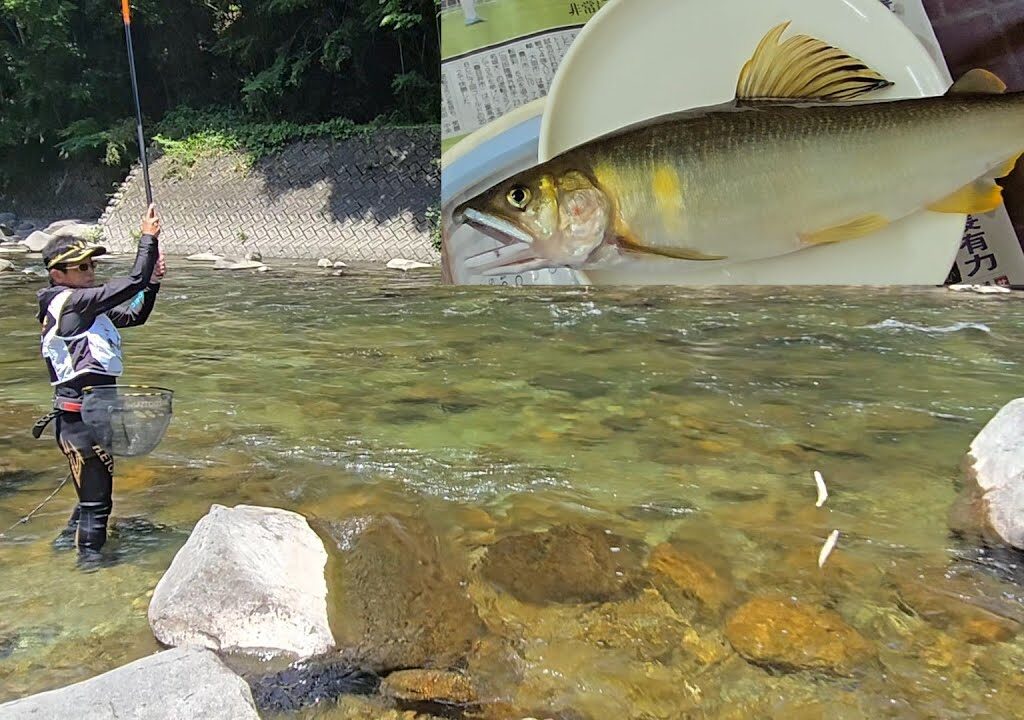 【今年はデカい！】白川 アユ生育調査（飛騨川漁協）