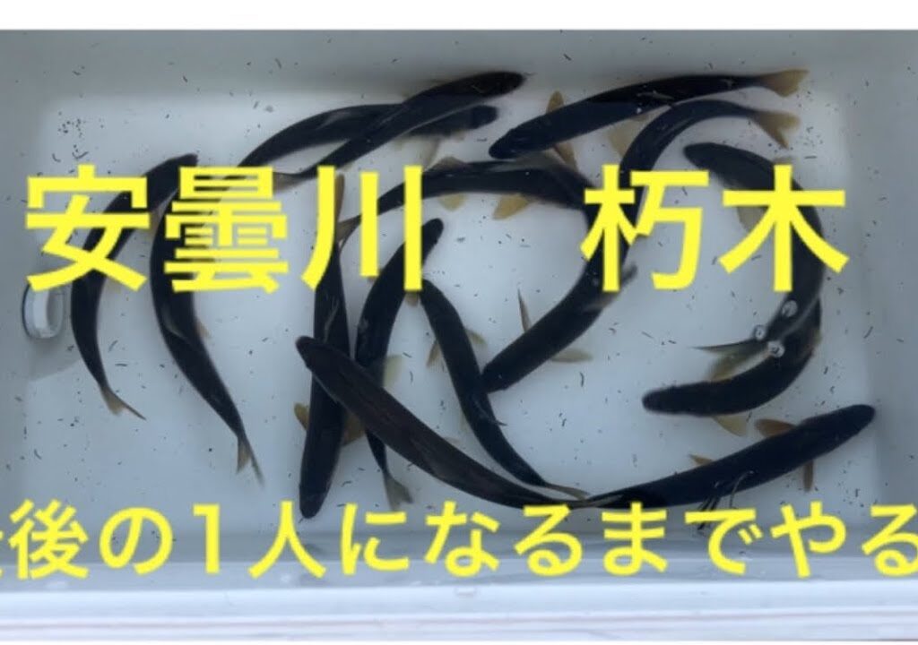 最後の1人になるまでやる！安曇川アユ釣り