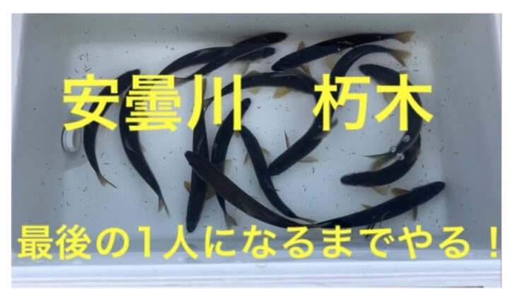 最後の1人になるまでやる！安曇川アユ釣り