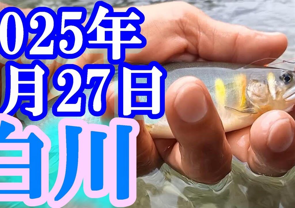 鮎釣り 10cm高引水 角領橋上下 吉金橋上 裾神神社下 白川  2025年
