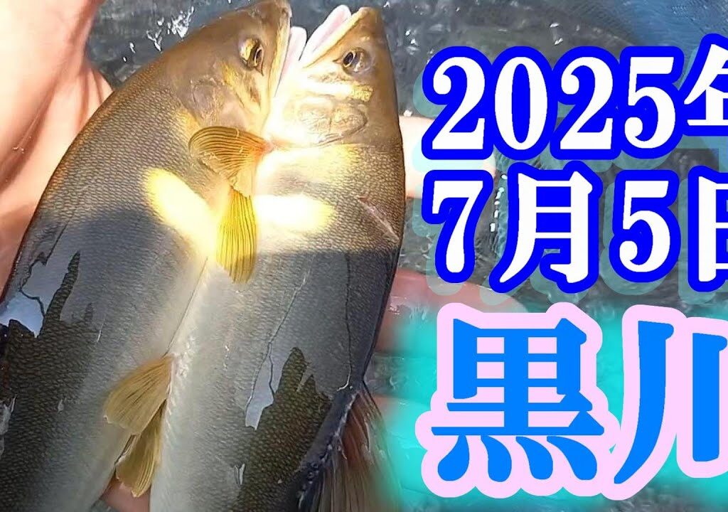 鮎釣り 10cm高垢腐れ コメリ前 岩穴の荒瀬（島兼橋）白川支流黒川  2025年