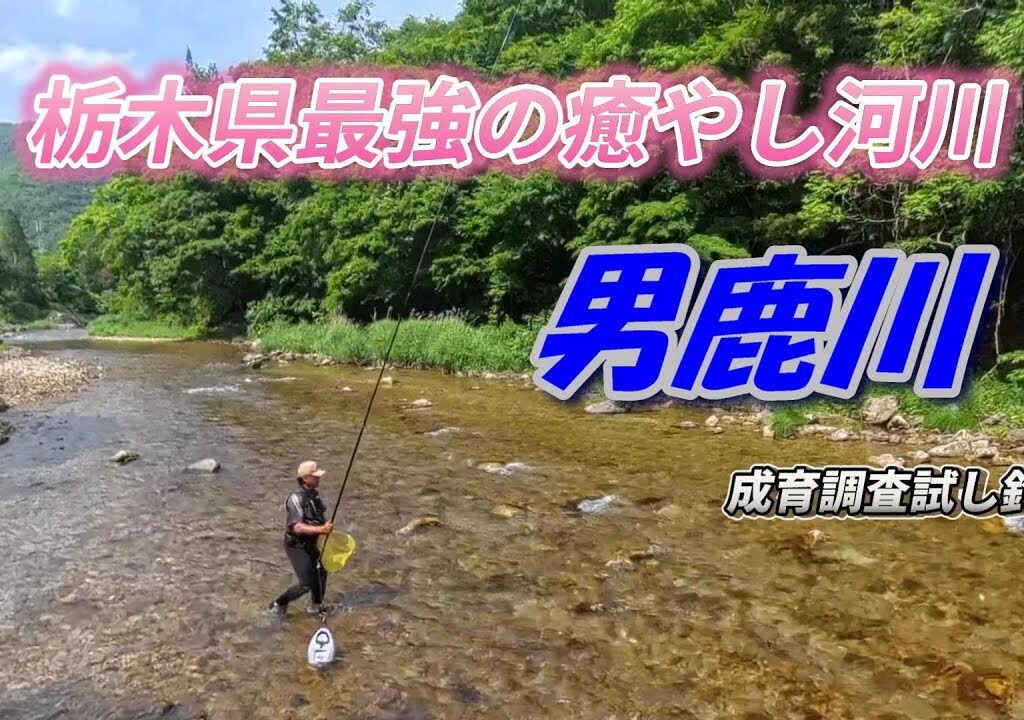 【2025鮎釣り】栃木県最強の癒やし河川 男鹿川 育成調査試し釣り