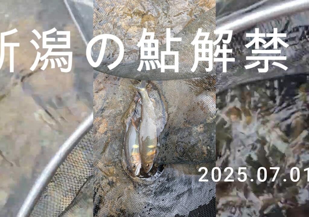 2025新潟鮎解禁  村上市府屋大川