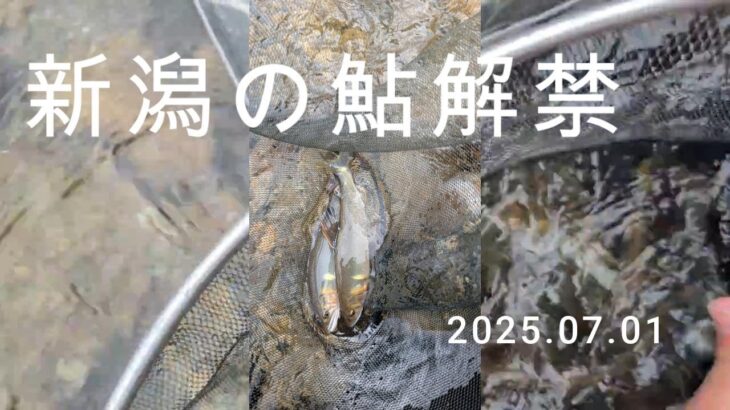 2025新潟鮎解禁  村上市府屋大川