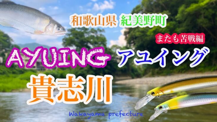 [和歌山県紀美野町 貴志川 アユイング2025] 鮎釣り