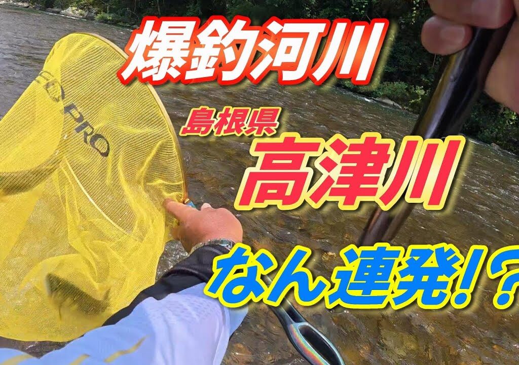 【2025鮎釣り】爆釣河川 高津川で 超連発❗