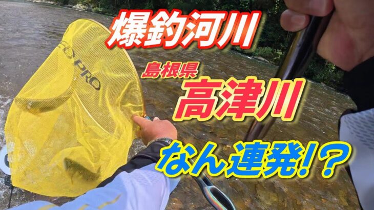 【2025鮎釣り】爆釣河川 高津川で 超連発❗