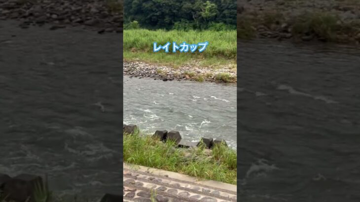 レイトカップ2025参加してきました。 #釣り #鮎釣り #アユ釣り