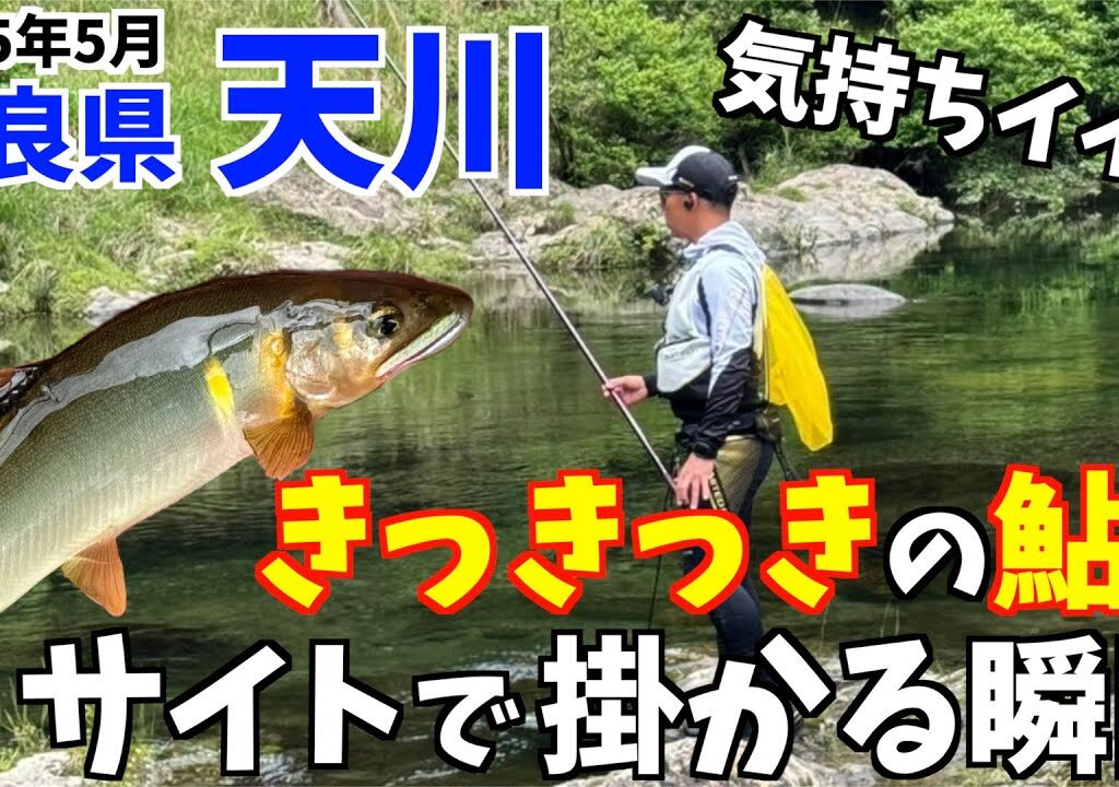 【鮎釣り2025】難しい天川をサイトフィッシングで何とか攻略しろ！！