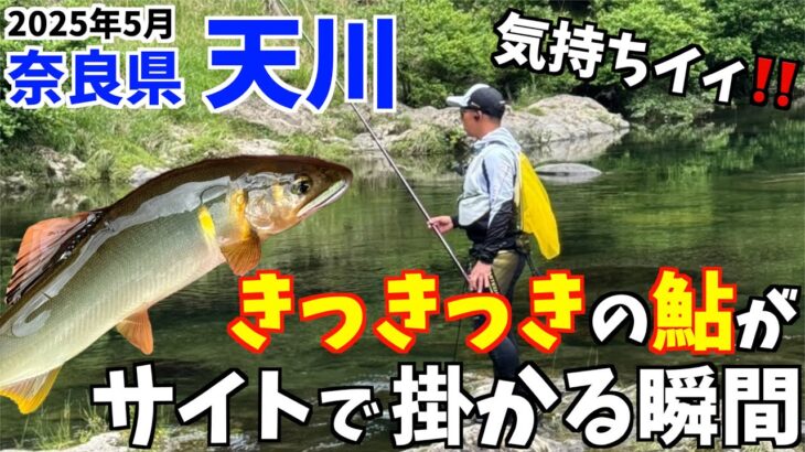 【鮎釣り2025】難しい天川をサイトフィッシングで何とか攻略しろ！！