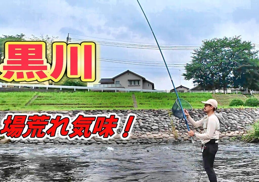 【2025鮎釣り】場荒れ気味の黒川釣行