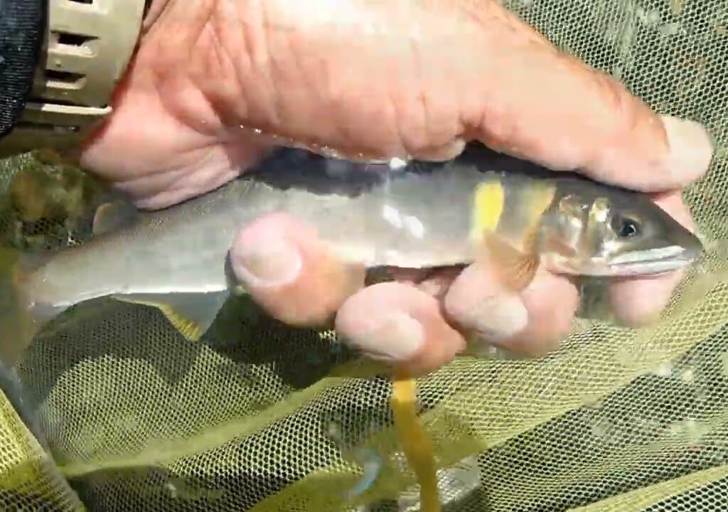 鮎釣り　2025 6 30　天川