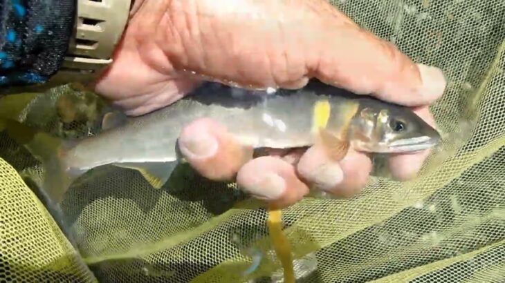 鮎釣り　2025 6 30　天川