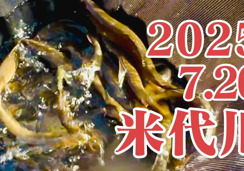 米代川で鮎釣り 2025 7.20  十二所大滝エリア