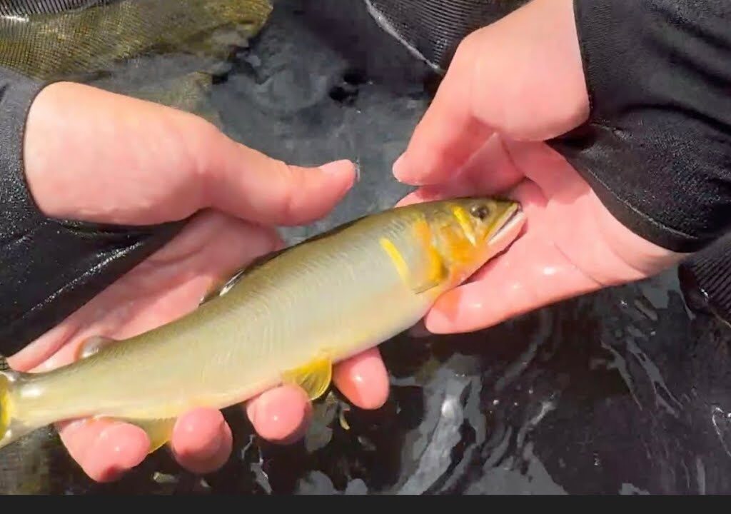 米代川で鮎釣り 2025 7.26鹿角上流部でブリンブリン