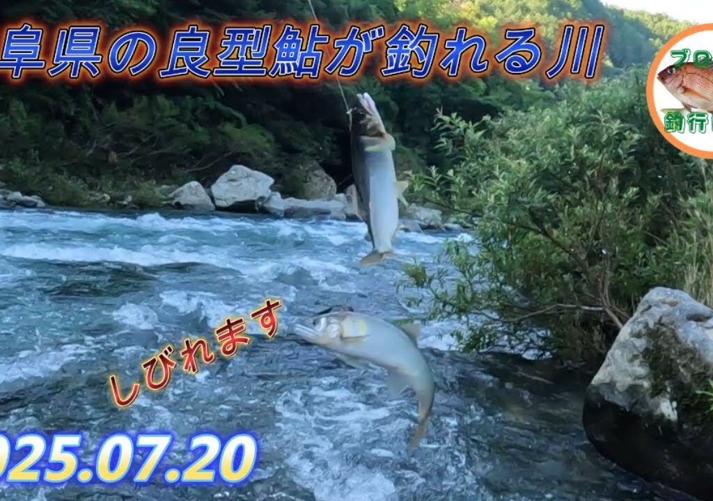 2025.07.20 岐阜県の良型鮎が釣れる川へ行ってきました。