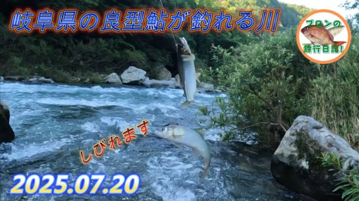 2025.07.20 岐阜県の良型鮎が釣れる川へ行ってきました。
