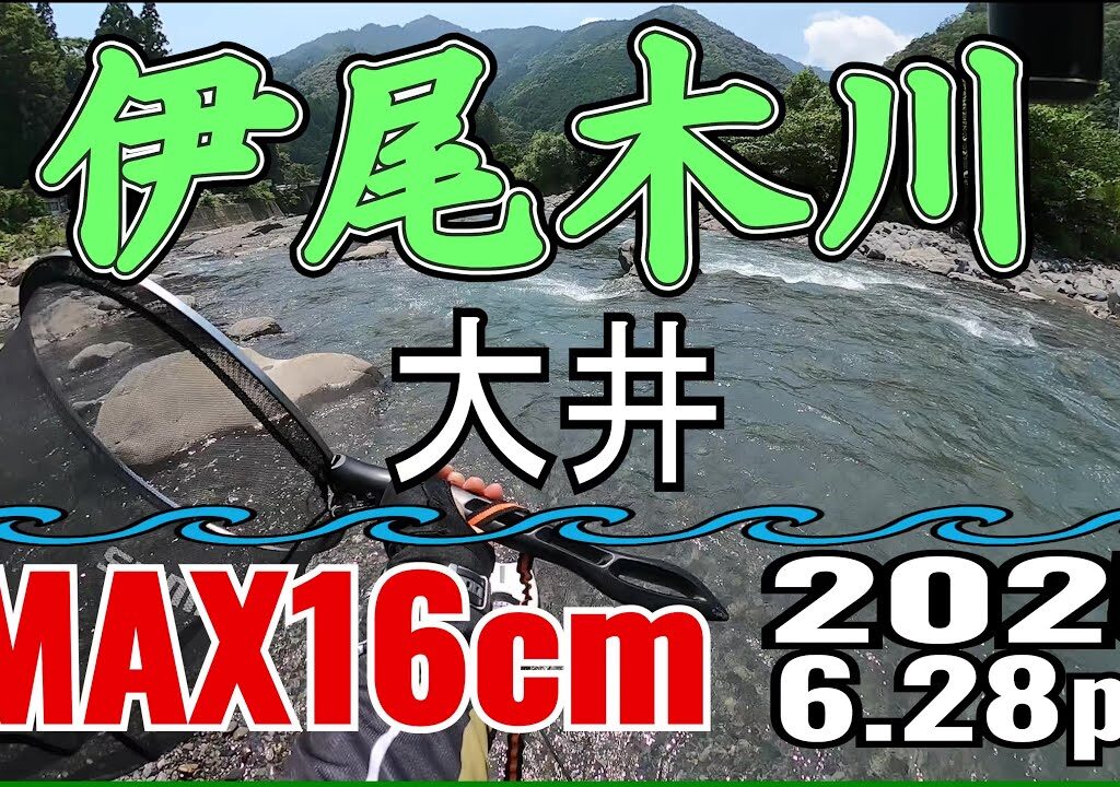 アユの友釣り 伊尾木川(高知県) 大井 2025.6.28pm