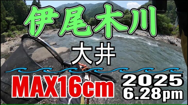アユの友釣り 伊尾木川(高知県) 大井 2025.6.28pm