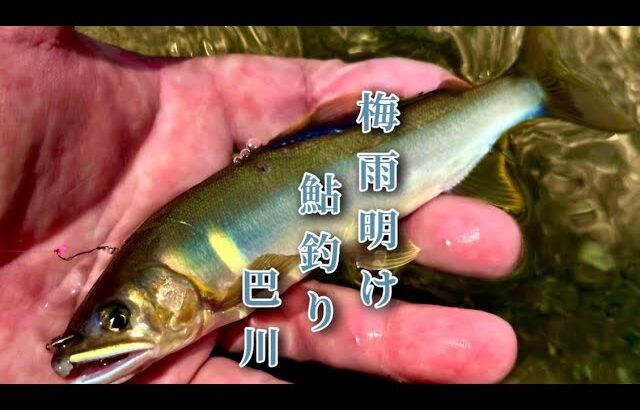 【鮎釣り】2025.6.29短い梅雨明け後の巴川での鮎釣り