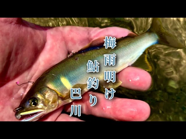 【鮎釣り】2025.6.29短い梅雨明け後の巴川での鮎釣り