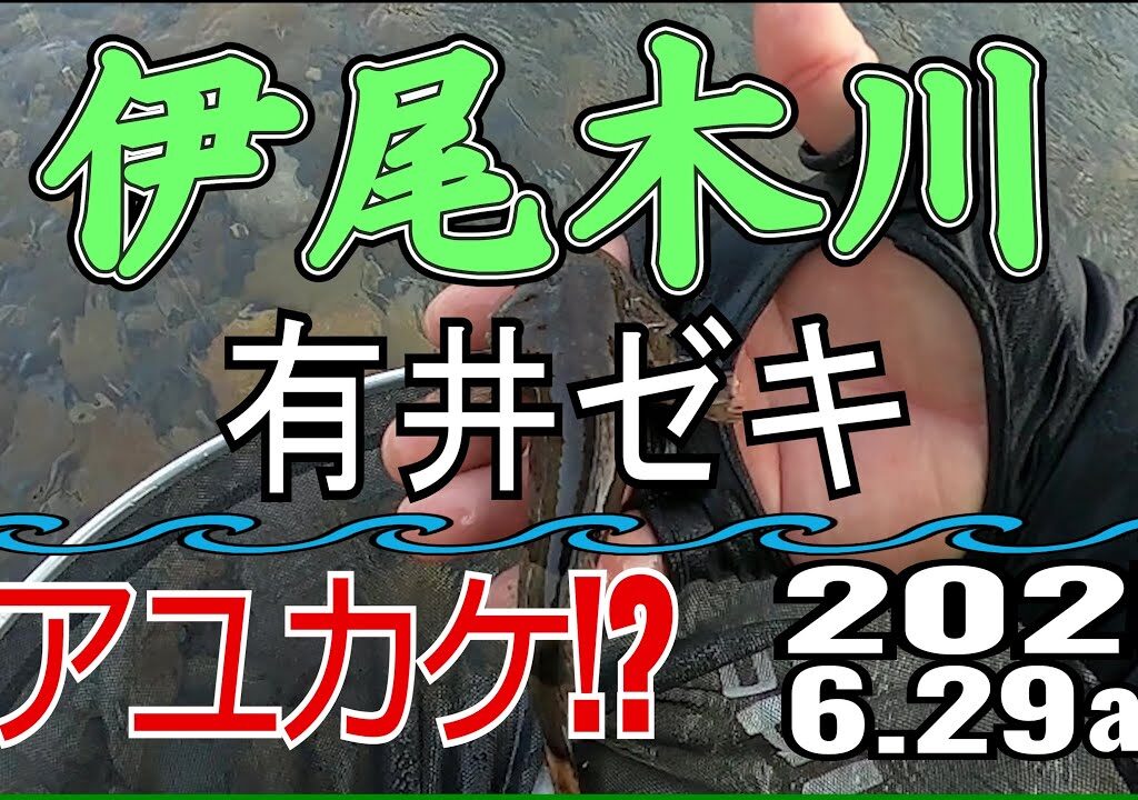 アユの友釣り 伊尾木川(高知県) 有井ゼキ 2025.6.29am