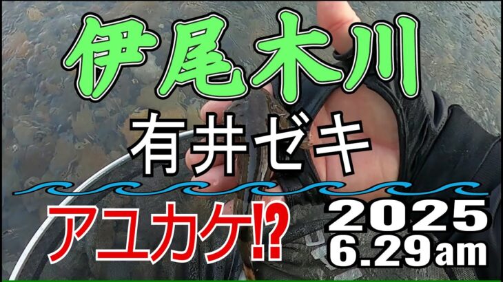 アユの友釣り 伊尾木川(高知県) 有井ゼキ 2025.6.29am