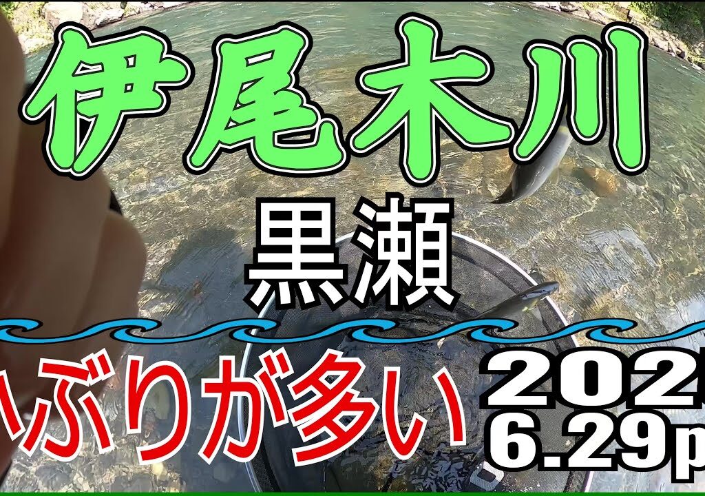 アユの友釣り 伊尾木川(高知県) 黒瀬 2025.6.29pm
