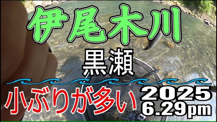 アユの友釣り 伊尾木川(高知県) 黒瀬 2025.6.29pm