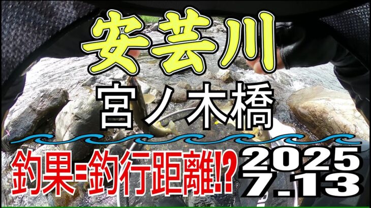 アユの友釣り 安芸川(高知県) 宮ノ木橋 2025.7.13