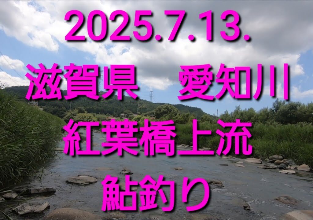 鮎は居ましたよ@滋賀県 愛知川　紅葉橋（2025.7.13.）