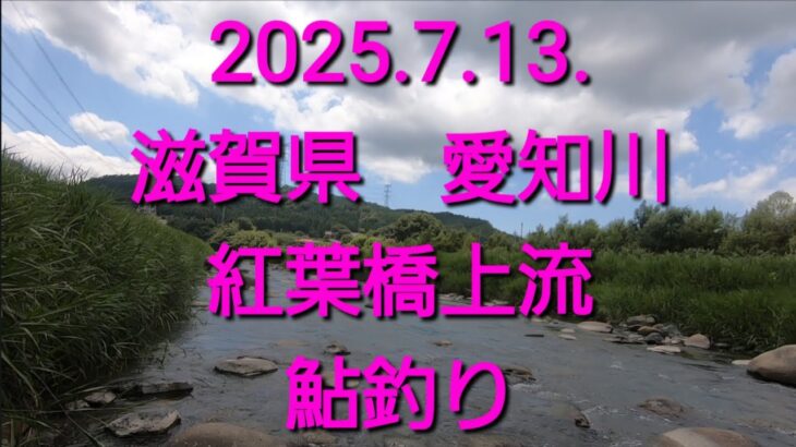 鮎は居ましたよ@滋賀県 愛知川　紅葉橋（2025.7.13.）