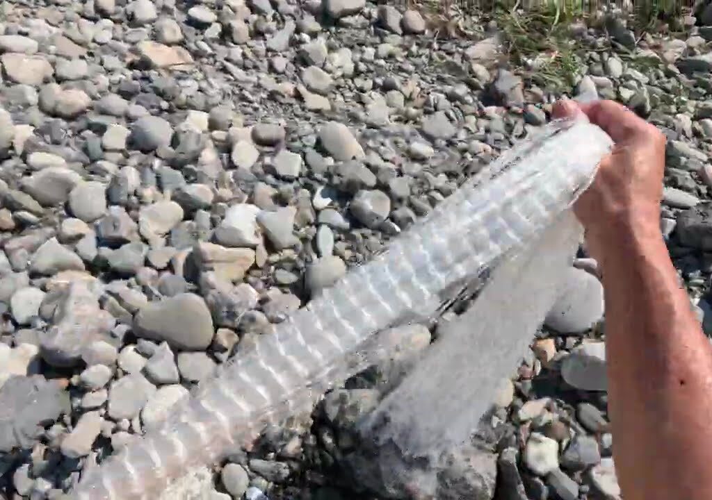 2025.7.24【堰堤鮎情報】 15:00～16:00 3/1 40匹？画角を浅くしました　清涼動画？