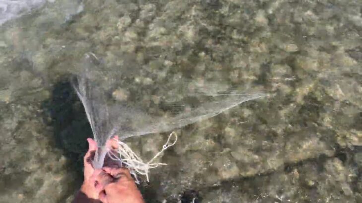 2025.7.24 【堰堤鮎情報】15:00～16:00  3/3 40匹？画角を浅くしました　清涼動画？