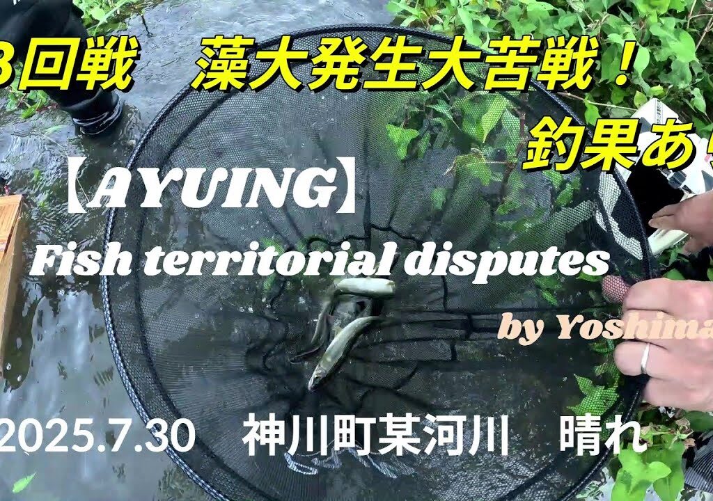 2025.7.30　【アユイング】藻大発生大苦戦！？　鮎ルアーで釣果あり！！