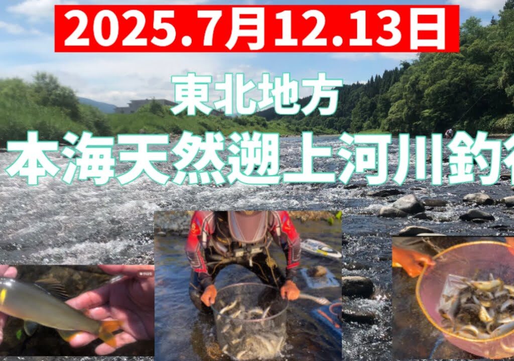 2025.7月12.13日.東北日本海天然遡上河川釣行　#釣り #鮎釣り #サンライン #サンテック #vita