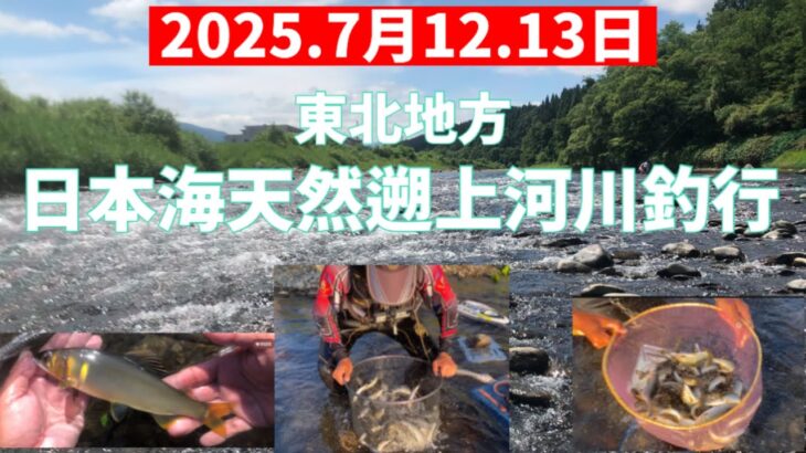 2025.7月12.13日.東北日本海天然遡上河川釣行　#釣り #鮎釣り #サンライン #サンテック #vita
