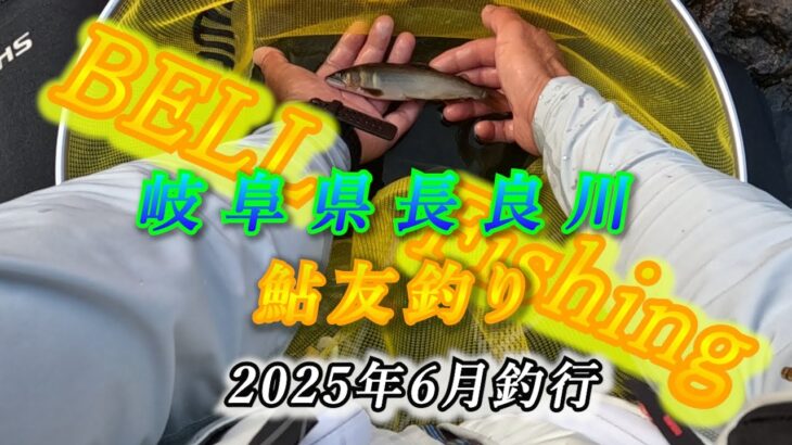 2025年6月　岐阜県長良川鮎友釣り　いい鮎釣れはじめ‼