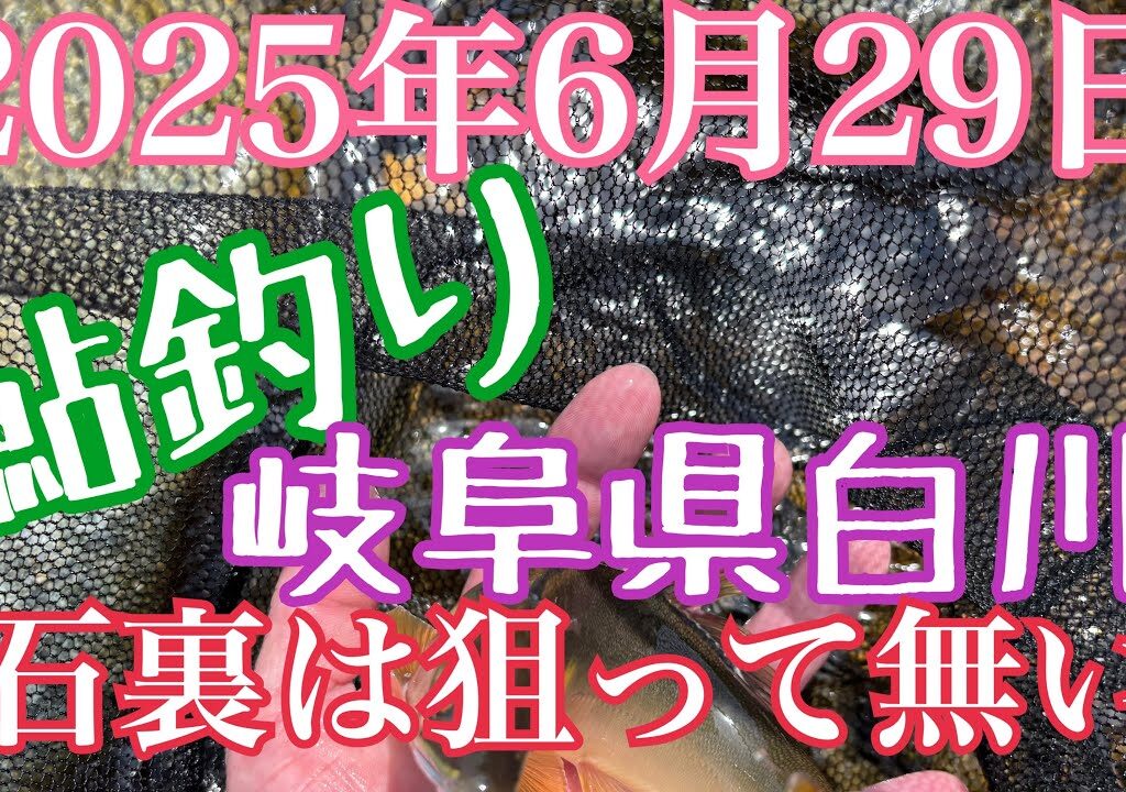 鮎釣り　岐阜県白川　2025年6月29日 石裏は狙って無い！この流れで掛ける‼️